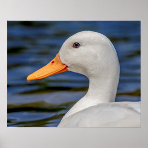 Poster Canard blanc