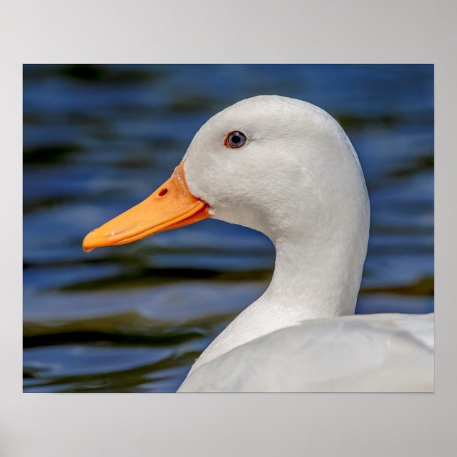 Poster Canard blanc (Devant)