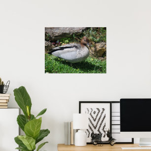 Poster Canard branchu australien dans un jardin tranquill