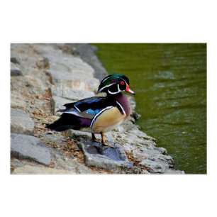 Poster Canard branchu beauté oiseaux nature faune