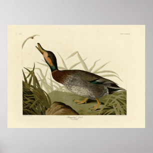 Poster Canard (Brewer's) dépecé, Audubon Birds Amérique