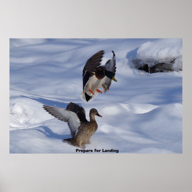 Poster Canard colvert (Devant)