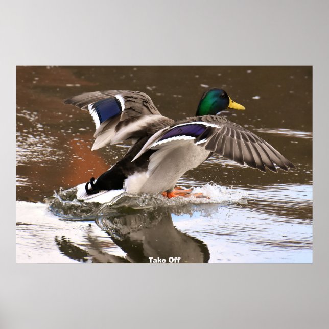 Poster Canard colvert (Devant)