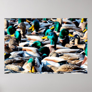 Poster Canard colvert