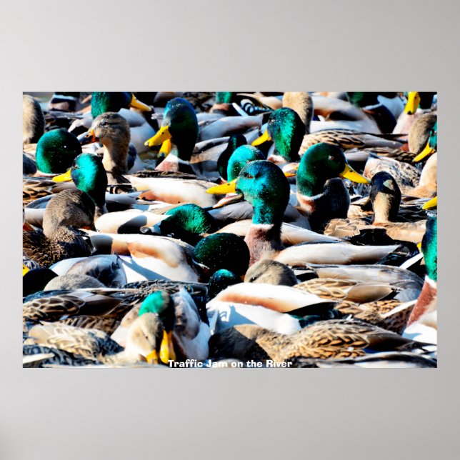 Poster Canard colvert (Devant)