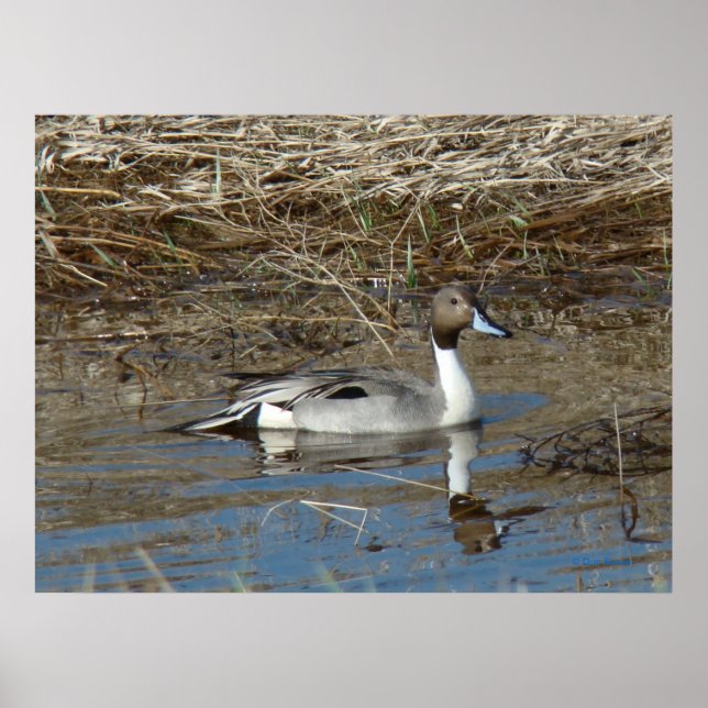 Poster Canard colvert B5 à queue pointue (Devant)
