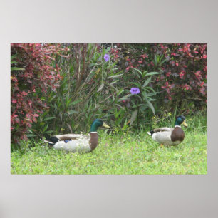 Poster Canard colvert mâle