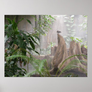 Poster Canard de jungle