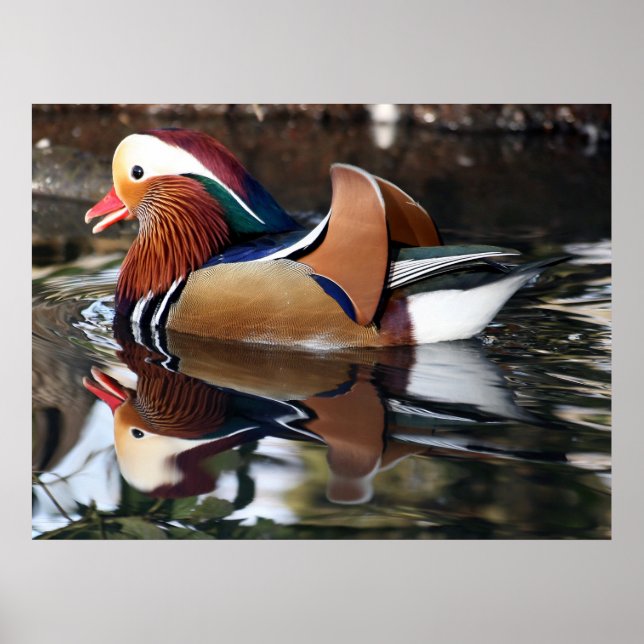 Poster Canard de Madarin (Devant)