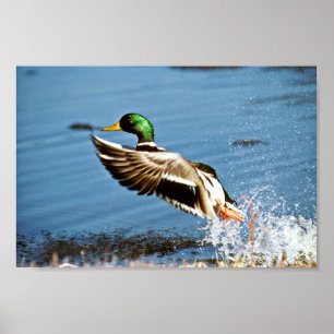 Poster Canard de Mallard