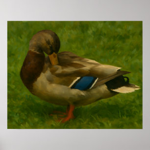 Poster Canard de Mallard dans la prairie