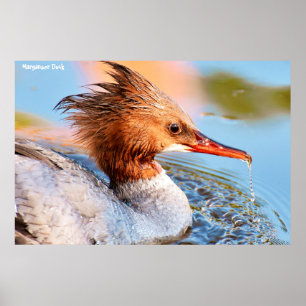 Poster Canard de Marganser