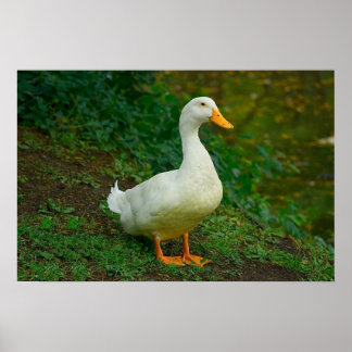 Poster Canard de Pékin