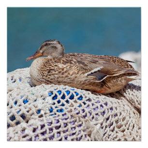 Poster Canard de repos