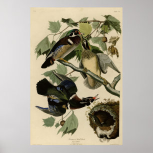 Poster Canard d'été, Canard à bois, Oiseaux d'Amérique d'