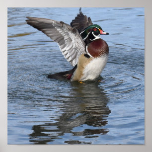 Poster Canard en bois masculin