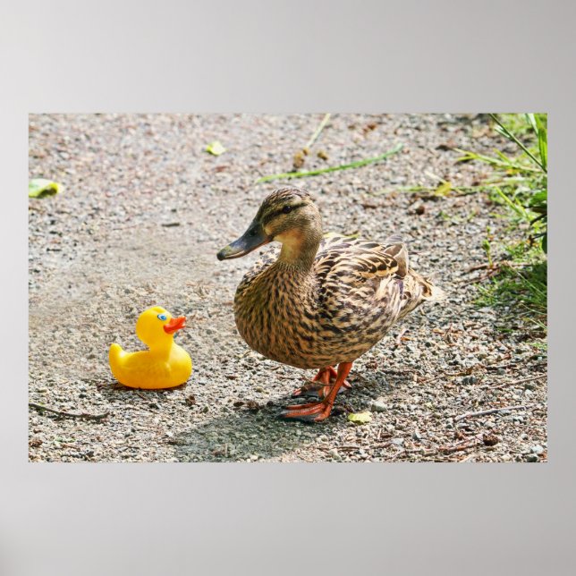 Poster Canard en caoutchouc et canard mère (Devant)