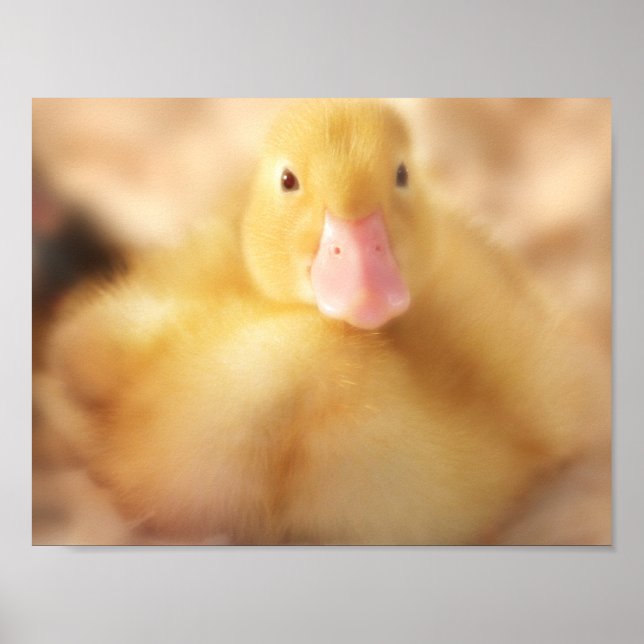 Poster Canard Jaune Fuzzy Bébé de Pâques Canard (Devant)