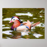 Canard mandarin