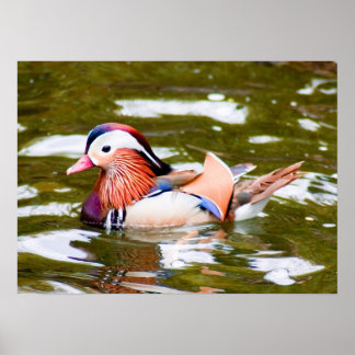Poster Canard mandarin