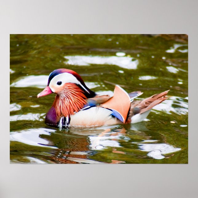 Poster Canard mandarin (Devant)