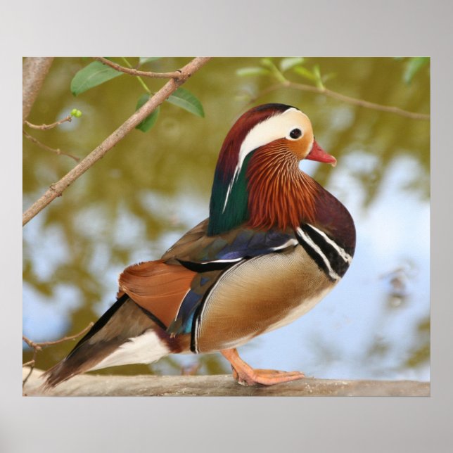 Poster Canard mandarin (Devant)