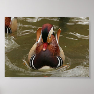 Poster Canard mandarin