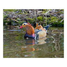 Canard mandarin à patauger le long