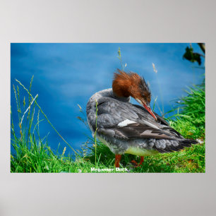 Poster Canard Meganser