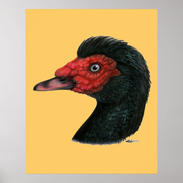 Poster Canard : Muscovy Head (Devant)