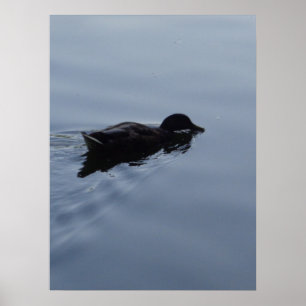 Poster Canard nageant dans le lac