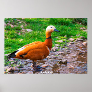 Poster Canard roux
