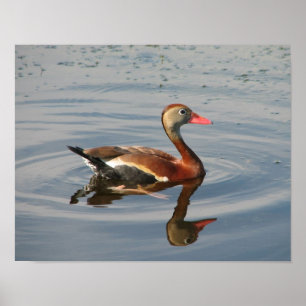 Poster Canard siffleur à ventre noir