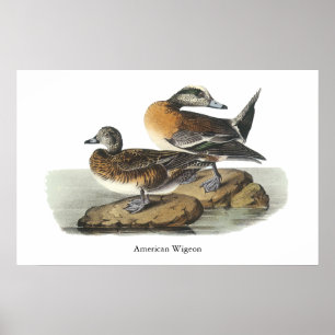 Poster Canard siffleur américain, John Audubon