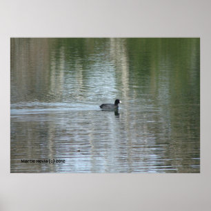 Poster Canard solitaire