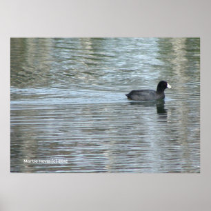Poster Canard solitaire II