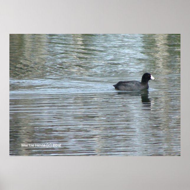 Poster Canard solitaire II (Devant)