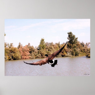 Poster canard volant avec une envergure complète au-dessu