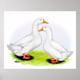 Poster Canard : White Pekins