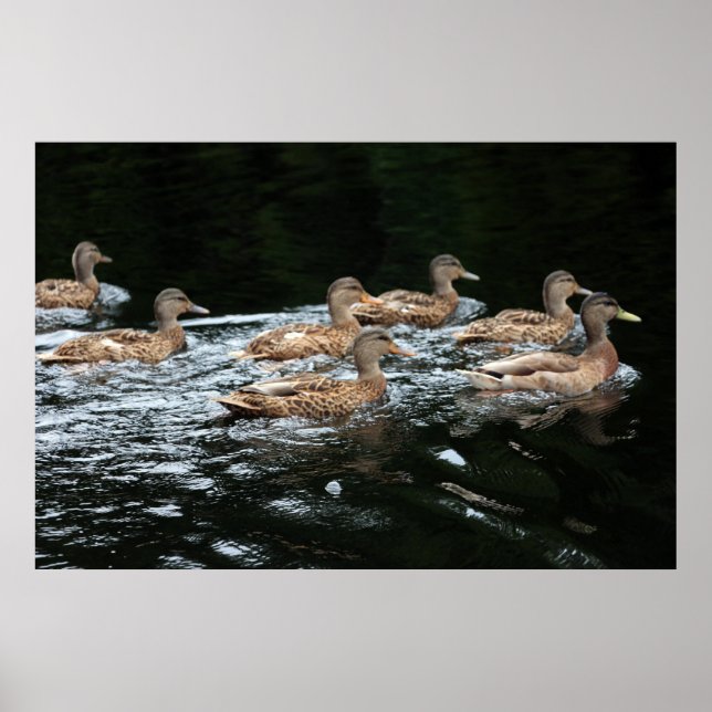 Poster Canards (Devant)