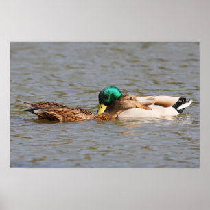 Poster Canards
