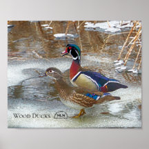 Canards à bois sur la rivière Muskegon