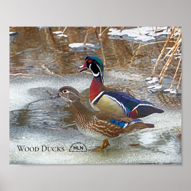 Poster Canards à bois sur la rivière Muskegon (Devant)