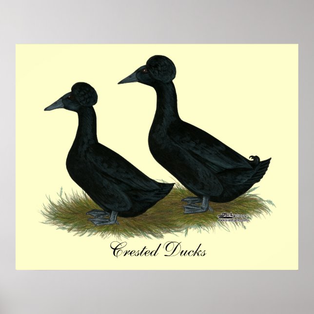Poster Canards : Black Crested (Devant)