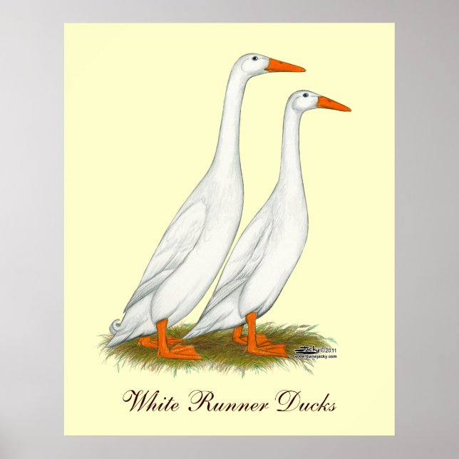 Poster Canards blancs (Devant)