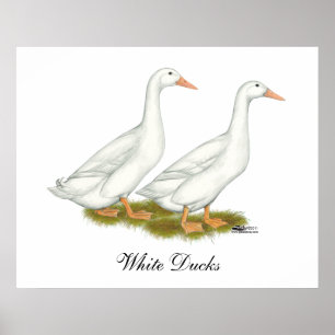 Poster Canards blancs
