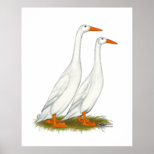 Poster Canards blancs
