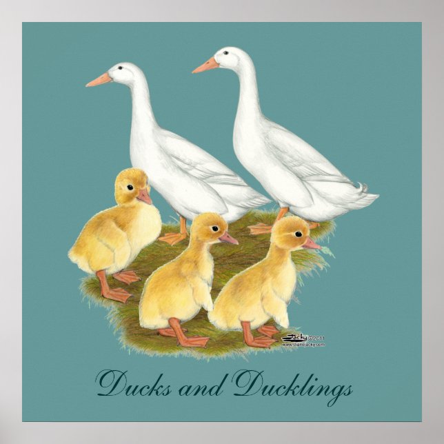 Poster Canards blancs et canetons (Devant)