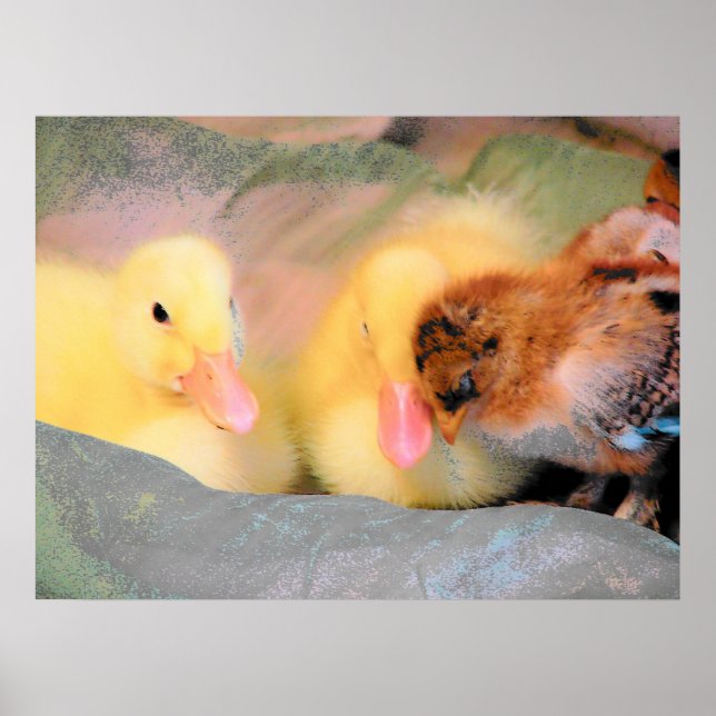 Poster Canards caricaturaux et poussins (Devant)