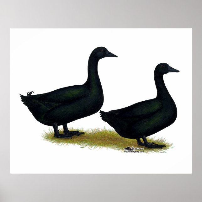 Poster Canards : Cayugas noirs (Devant)